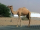 Kamel an der Wüstenautobahn